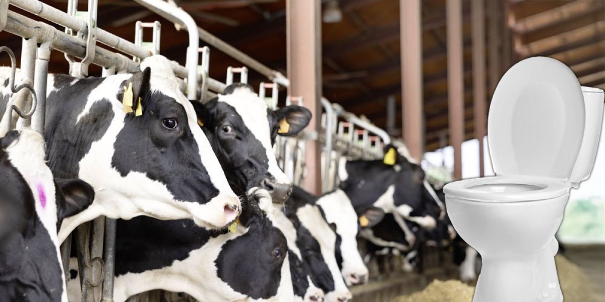 Od sad će da žive kao gospoda: Naučnici stvorili toalet za krave - evo koliko je značajan