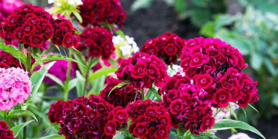 Cveće će bujati kao ludo: Stručnjaci otkrivaju da je stvar iz kuhinje moćni eliksir za biljke