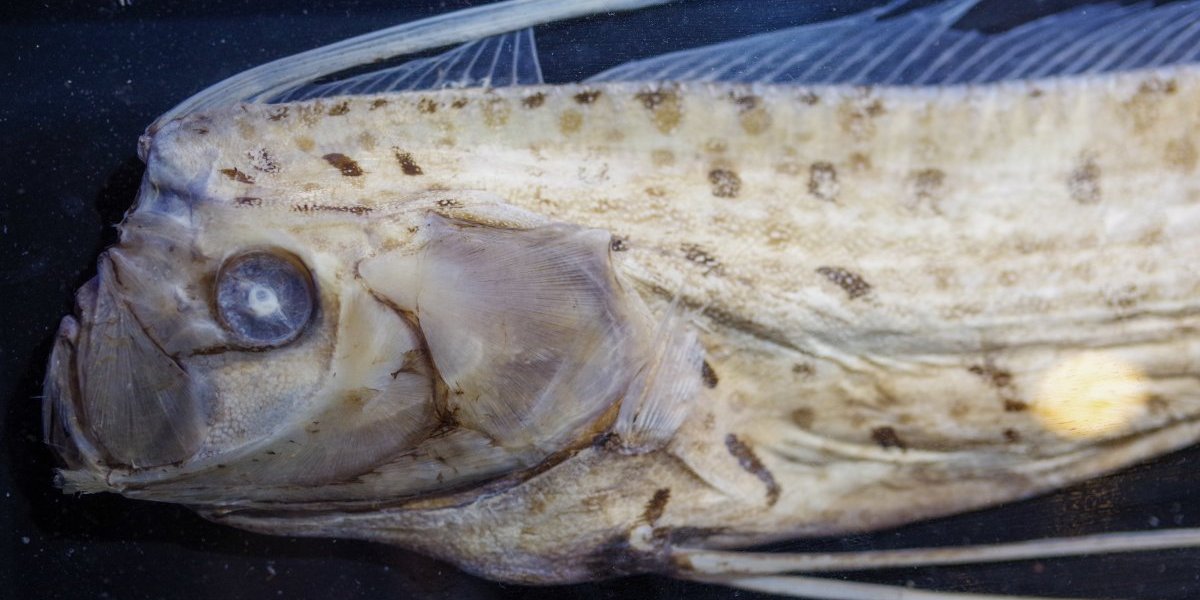 (FOTO) Zloslutni znak: Nasukala se riba sudnjeg dana, svet strahuje od najgoreg scenarija