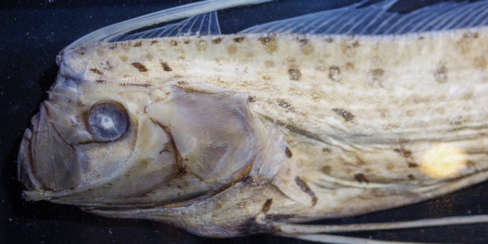 (FOTO) Zloslutni znak: Nasukala se riba sudnjeg dana, svet strahuje od najgoreg scenarija