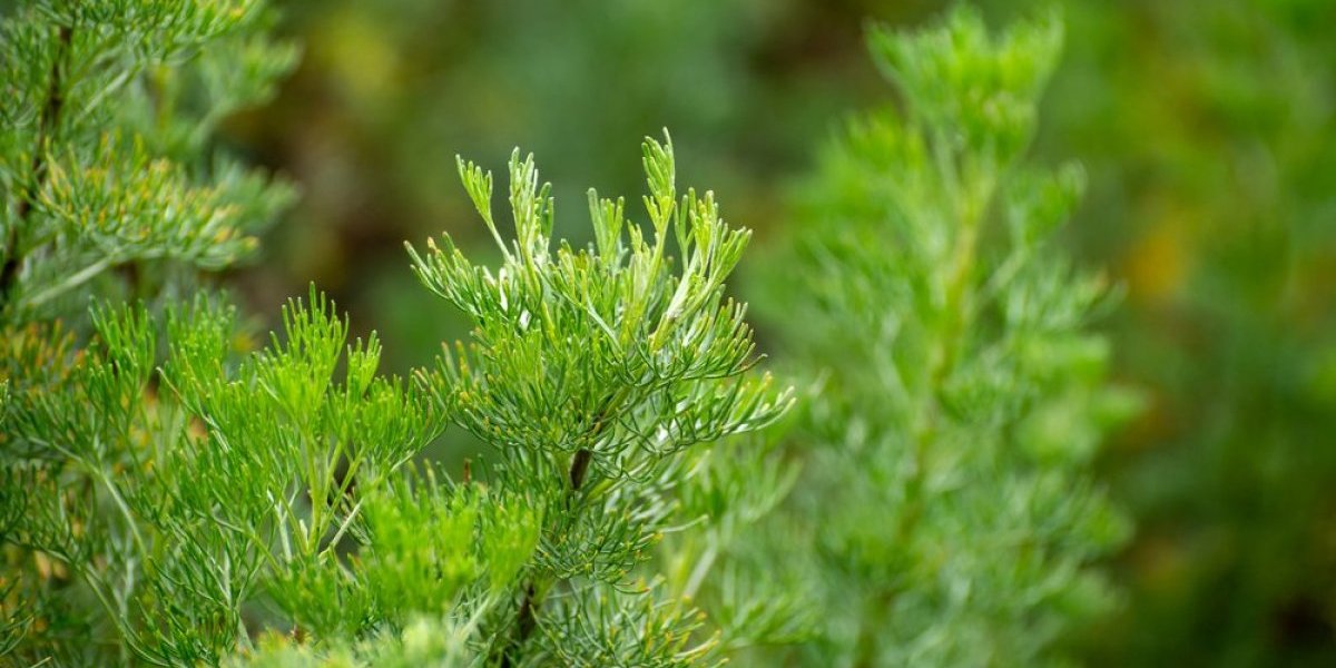 Božje drvce prirodan saveznik za imunitet - Zaboravljeno blago prirode koje pomaže zdravlju