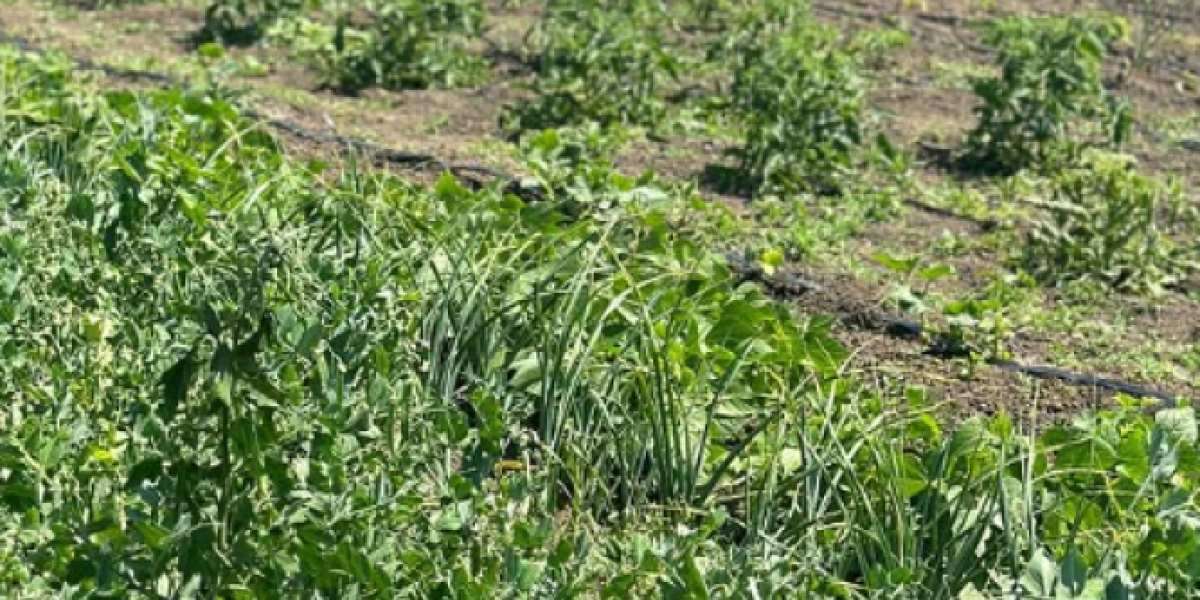 Katarina Lazić na njivi