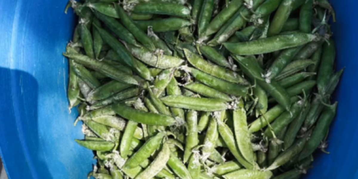 Katarina Lazić bere grašak