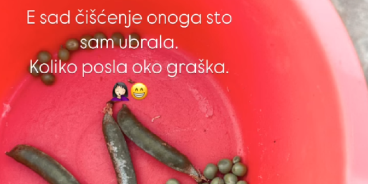 Katarina Lazić čisti grašak
