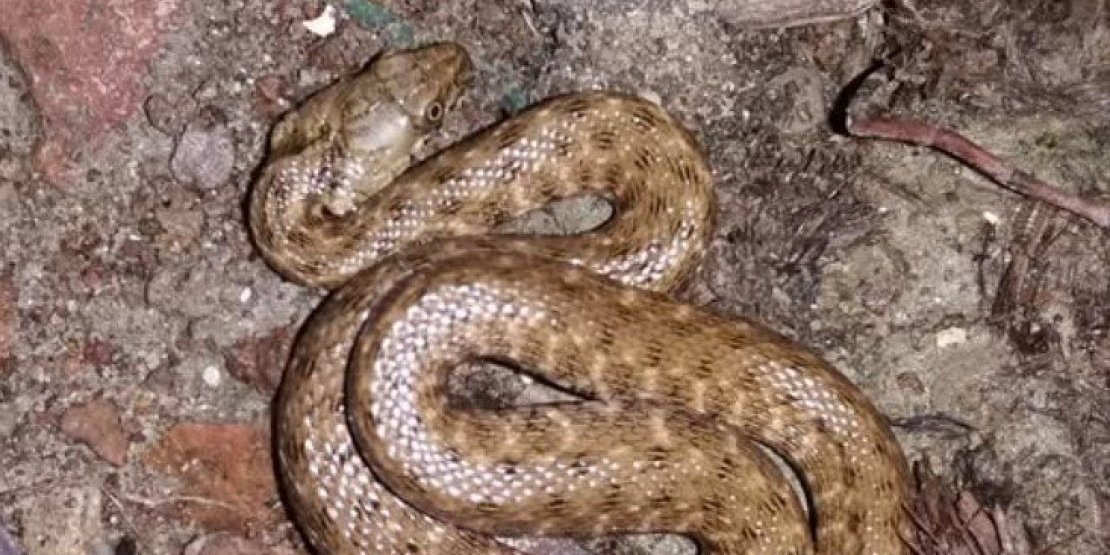 Strah među turistima: Zmija trouglaste glave u srpskoj banji - evo o kojoj vrsti se radi (FOTO)