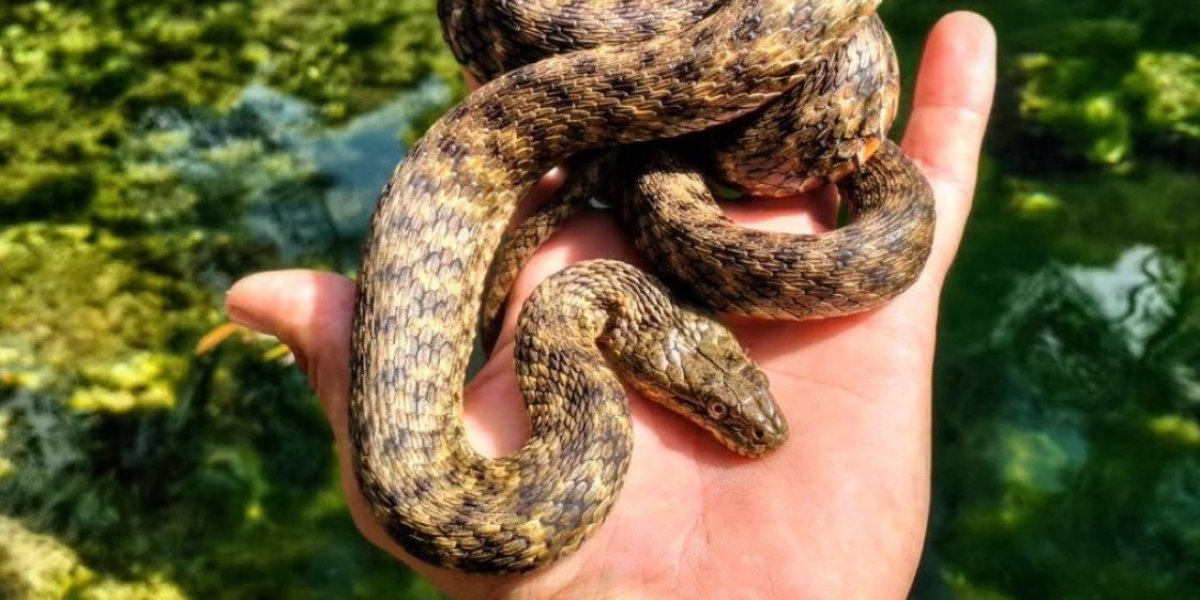 Zmije ribarice su potpuno bezopasne