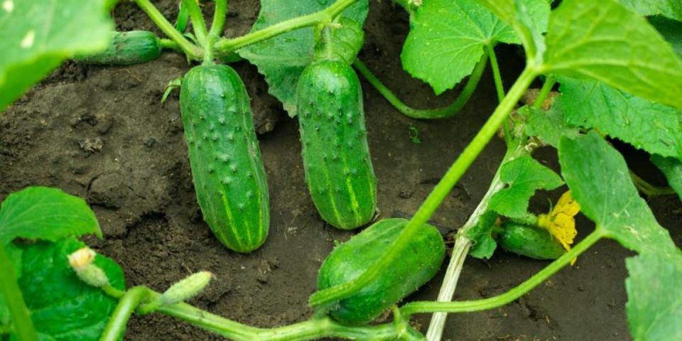 Krastavci će rasti kao iz vode: Zalijte ih rastvorom sa ova 2 sastojka i imaćete baštu punu plodova