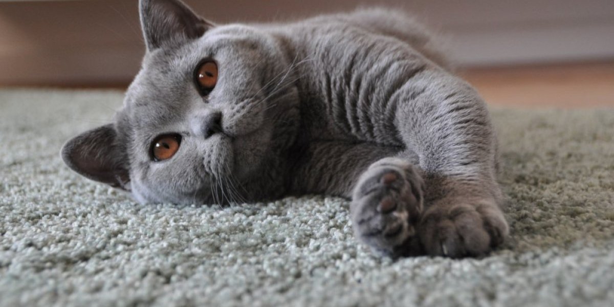 Najmirnija rasa mačaka: Obožavaju mir i tišinu doma, neće vas buditi ujutru niti uništavati nameštaj