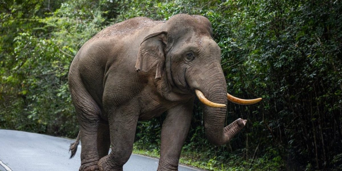 Tragedija: Slon usmrtio narodnog poslanika - Besan je udarao auto i potpuno ga zgnječio!