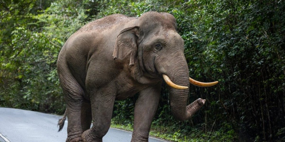 Tragedija: Slon usmrtio narodnog poslanika - Besan je udarao auto i potpuno ga zgnječio!