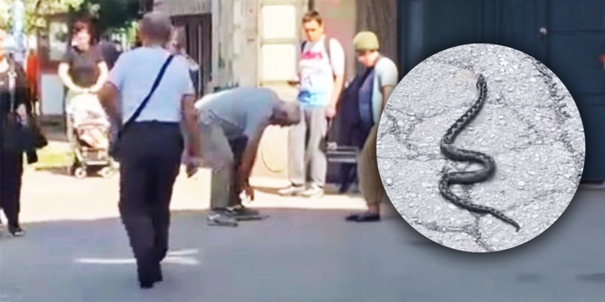 Hteo da uhvati zmiju za glavu! Poskok ga ujeo za ruku, pa završio u bolnici