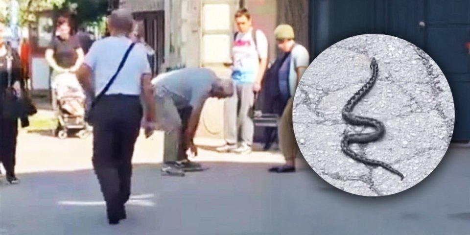 Hteo da uhvati zmiju za glavu! Poskok ga ujeo za ruku, pa završio u bolnici