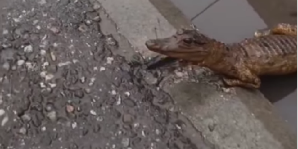 Gde je završio preparirani krokodil sa niške ulice?