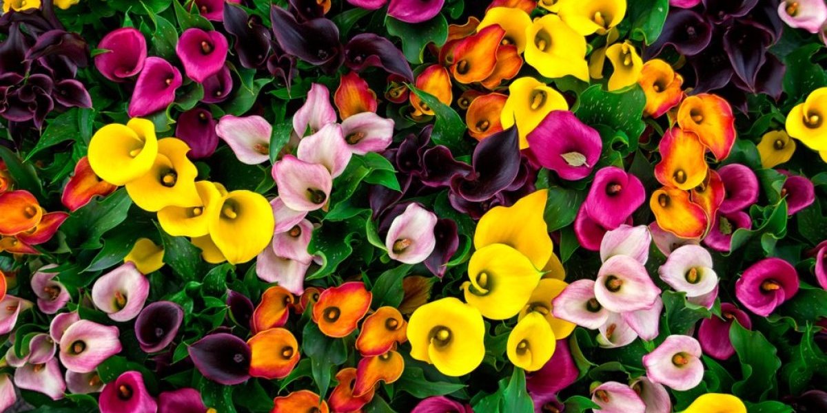 Kale su kraljice bašte - Uz pravilnu negu cvetaće godinama kao lude (FOTO)