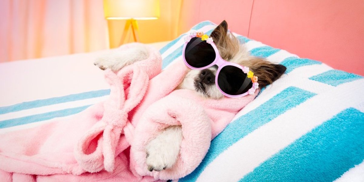 Spa za pse u kućnim uslovima za male pare: Priuštite svom ljubimcu tretman iz udobnosti doma