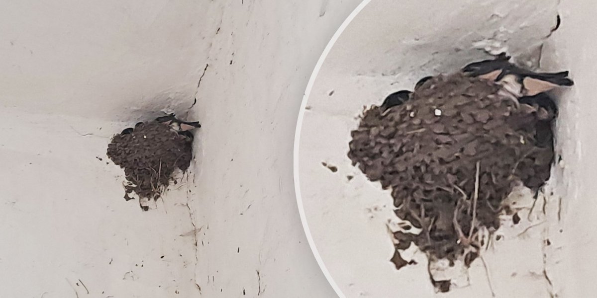 Nezvani "gosti" našli spas od vrućine, a domaćini nisu ni primetili (VIDEO)