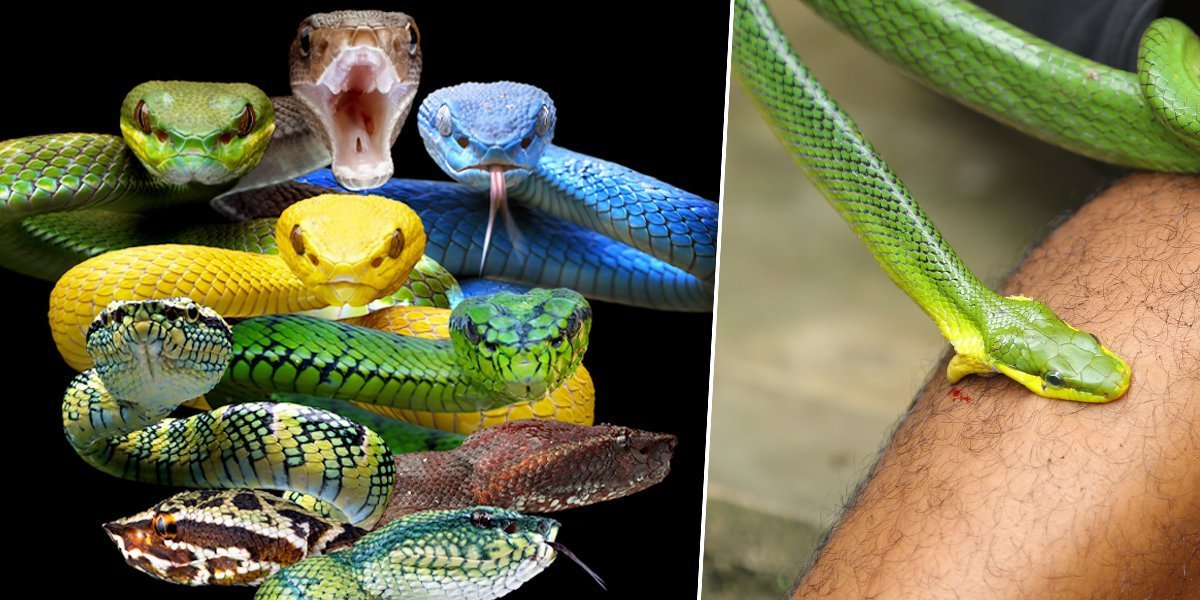 Ujelo ga više od 200 zmija otrovnica: Četiri dana bio u komi, a onda se dao u nikad čudniji eksperiment