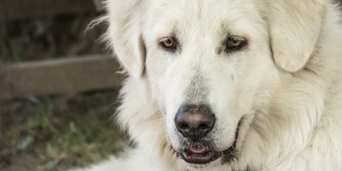 Srpski zmaj najstarija vrsta psa iz Srbije: Drevna rasa koja vas čuva do smrti, veruje se da su dar viših sila