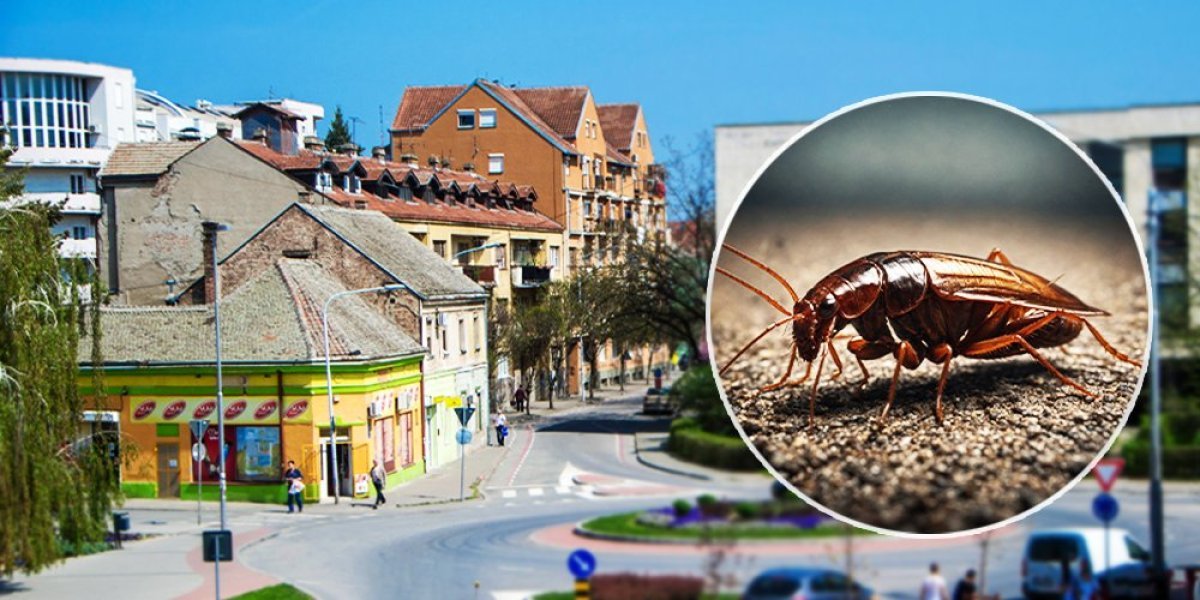 "Čim padne mrak mile po fasadama zgrada, ulaze i u krevete" - Šapčani nemaju mira