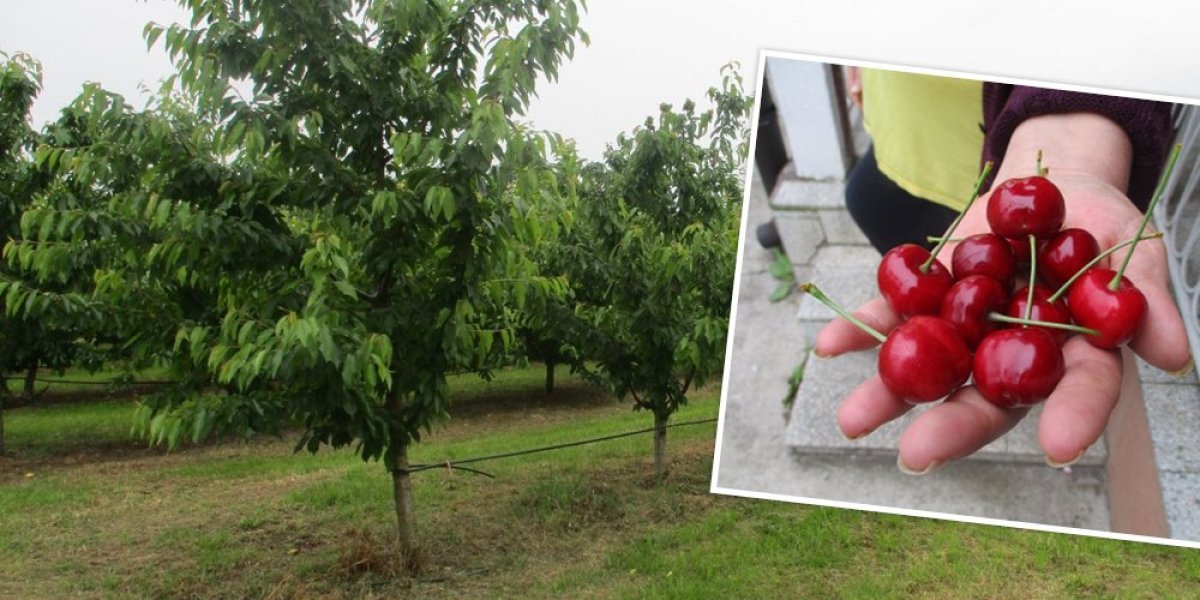 Evo zašto su trešnje skupe! Vlasnica plantaže iz Mačve sve objasnila