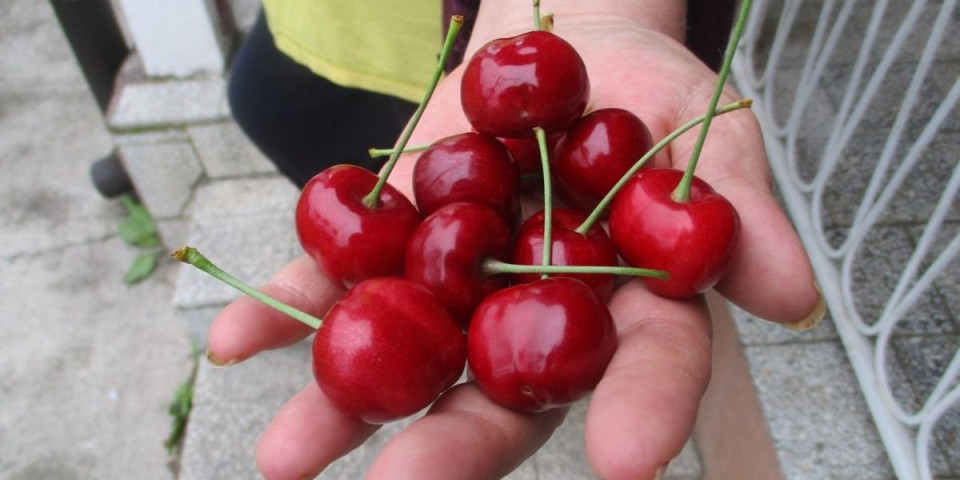 Trešnje kao suvo zlato: Ovo su cene na pijacama, prodavci ih mere na 100 grama!