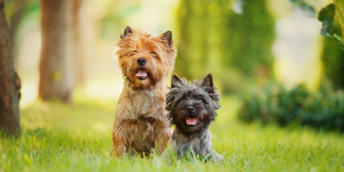 Naučnici izabrali najlepšeg psa na svetu: Savršenih je proporcija, izuzetno privlačan i lojalan - evo koja rasa je u pitanju (FOTO)