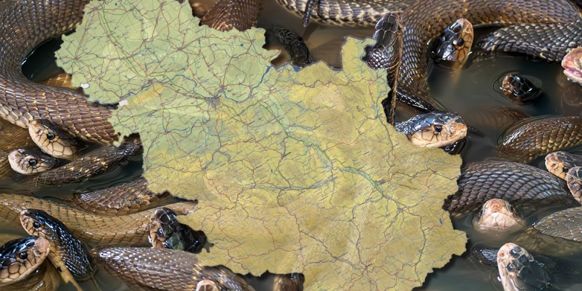 Gmizavci šokirali domaćina! Goran otkrio leglo zmija gde se nije nadao, evo šta je uradio