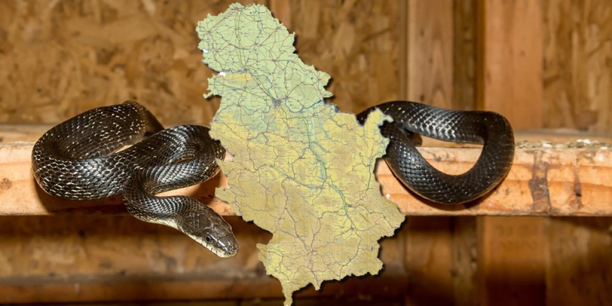 Horor u Srbiji: Zmija upala u dom jedne porodice - Ono što je usledilo ledi krv u žilama (VIDEO)