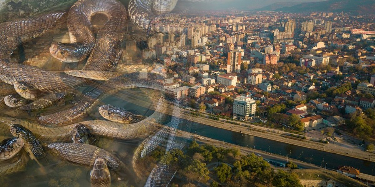 Invazija zmija u Srbiji, građani u panici! Zoo planet poručuje: Ove životinje nikako ne dirajte