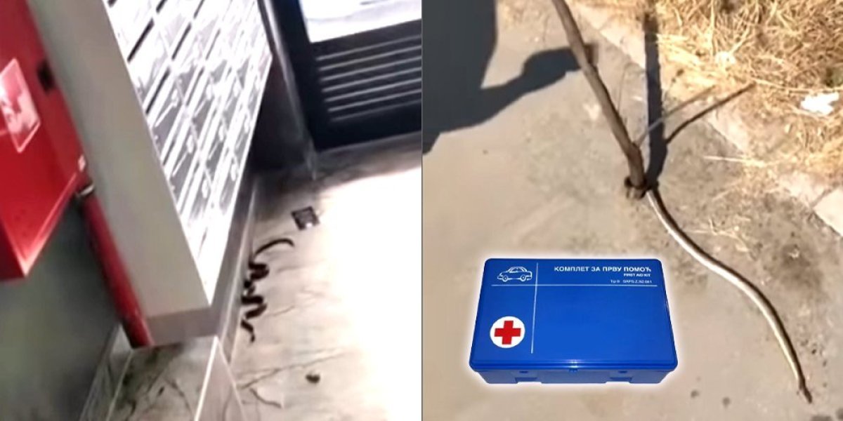 Oprez! Zmije viđene u kragujevačkom naselju Bubanj (VIDEO)