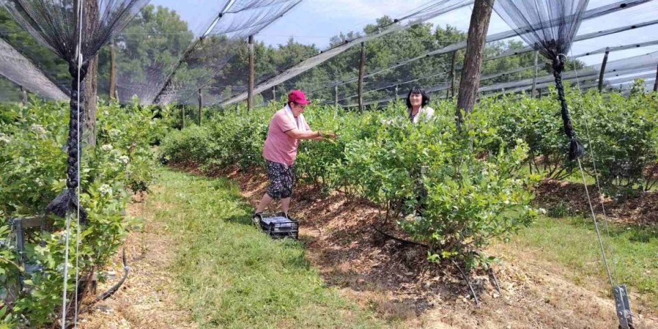 Rod nikad slađi, a cena ide u nebo: Neki još imaju posla oko ovog voća