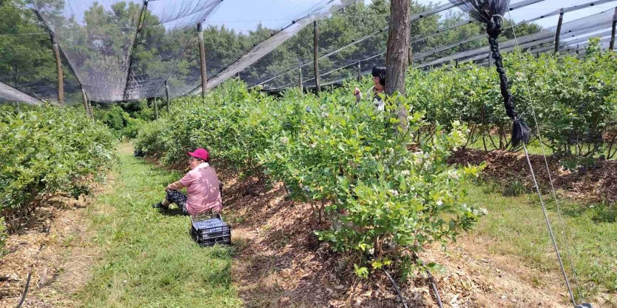 Za 6 sati posla dnevnica 5.000 dinara - Ovo je trenutno najtraženije zanimanje od Mačve do Rađevine