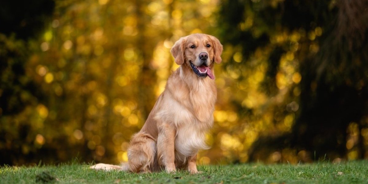 Pas prešao 160 km da bi našao svoju porodicu - Neverovatna priča obišla planetu