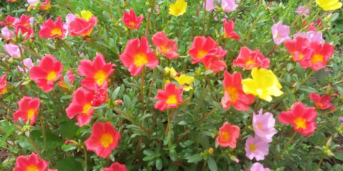 Cvet koji prkosi vrućinama - Ne zahteva previše nege, a bujaće do kasne jeseni (FOTO)