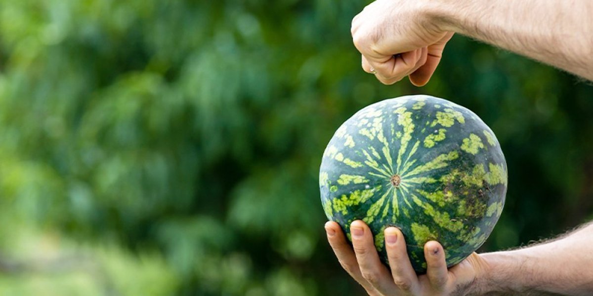 Srbin kupio lubenicu, a kada je otvorio ugledao "svoju budućnost" O ovome bruje mreže(FOTO)