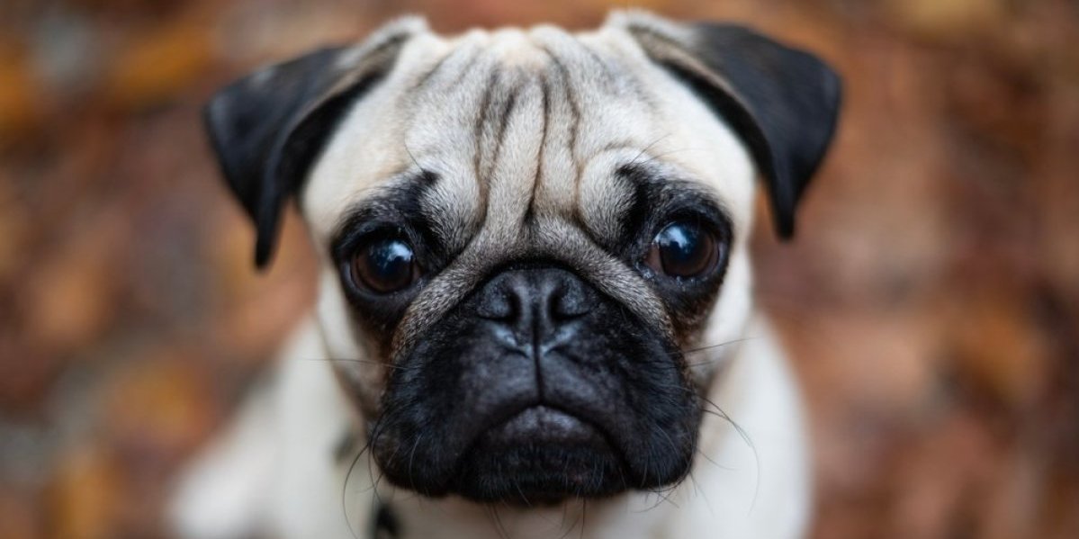 Kampanja Brižit Bardo o kojoj bruji Evropa: Ne okrećite glavu, pružite im ruku spasa