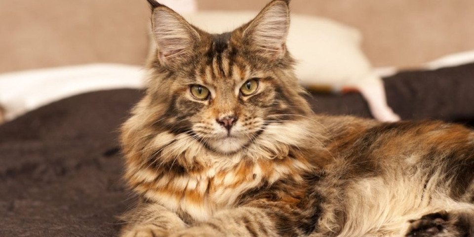 Dom vam je pun mačjih dlaka? Jedna navika rešava problem linjanja zauvek