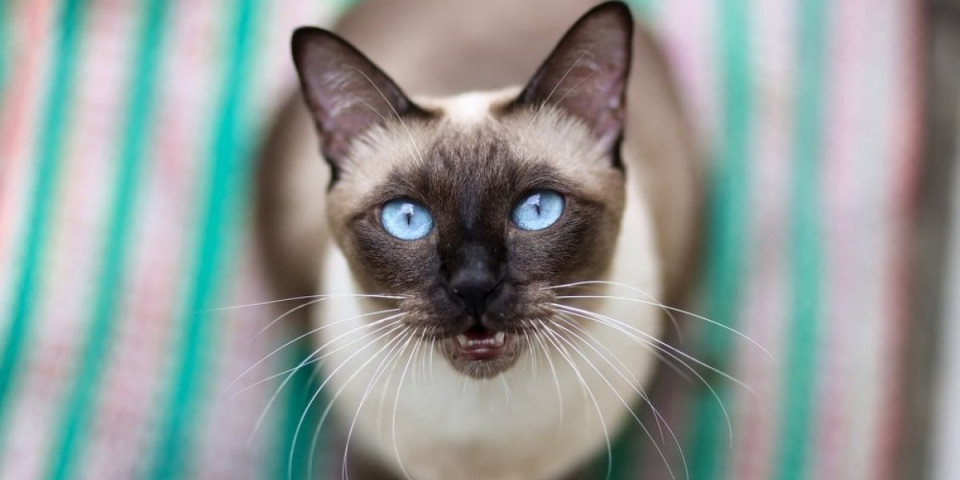 Mačka vam je nervozna? Krivac je detalj koji svi zanemaruju - evo šta je u pitanju