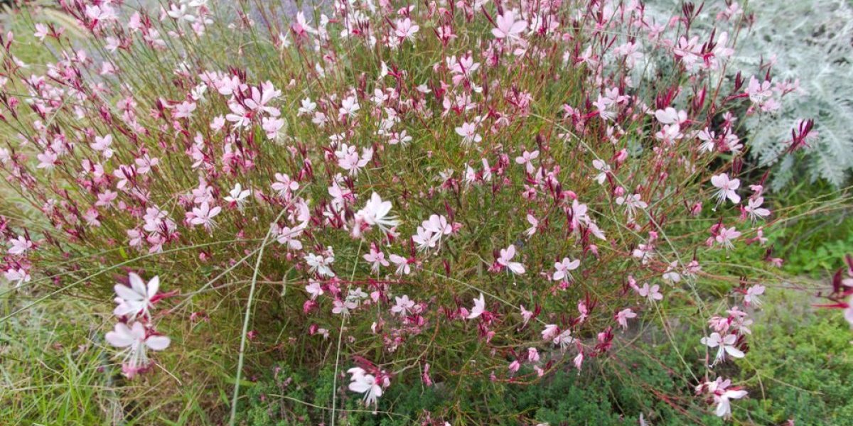 Buja kao iz bajke, a ne traži ni kap vode - Neuništiva biljka, baštovani se kunu u nju (FOTO)