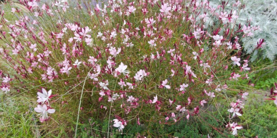 Buja kao iz bajke, a ne traži ni kap vode - Neuništiva biljka, baštovani se kunu u nju (FOTO)