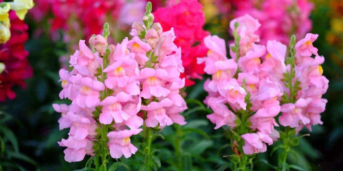 4 vrste cveća koje trpe najveću sušu - Obožavaju direktno sunce, a preživljavaju uz samo nekoliko kapi vode (FOTO)