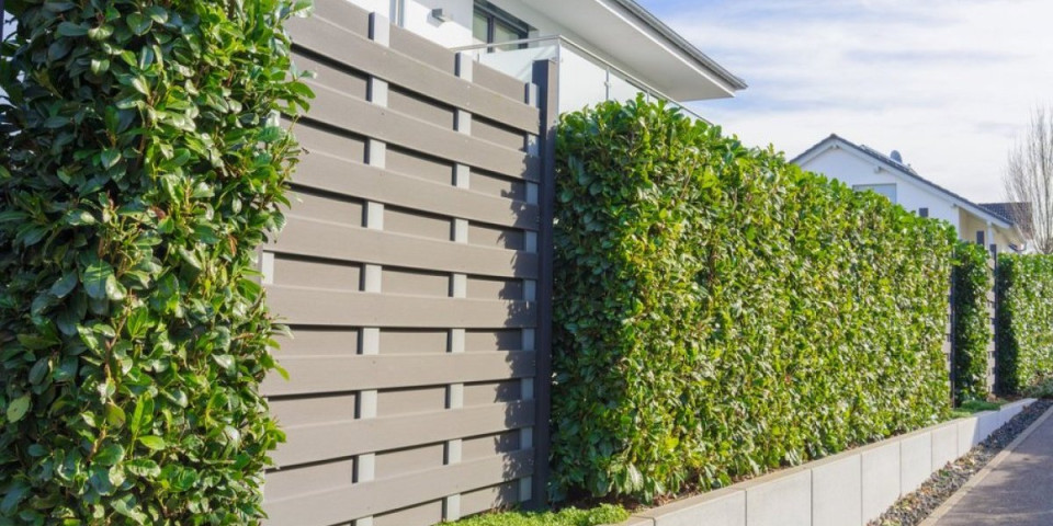 "Lovor višnja" zelena ograda, ponovo se vraća u modu: Botanička lepotica krasila bašte engleskih plemića (FOTO)