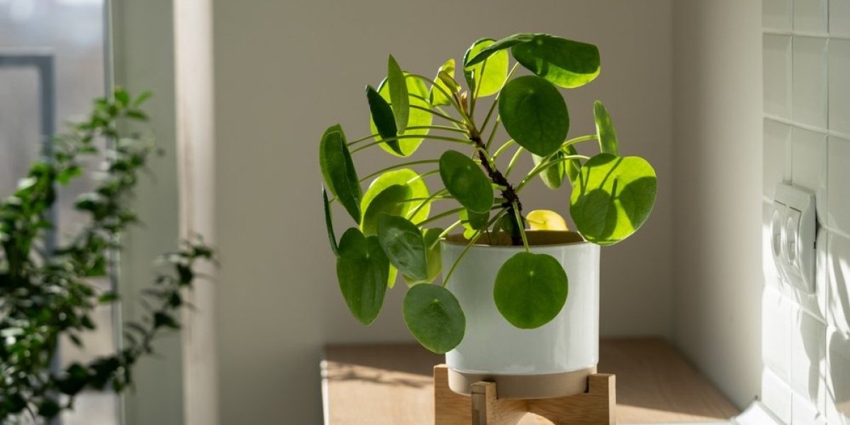 Ova smrdljiva biljka može vas zaštititi od uroka i zavisti: Ali budite oprezni, ume da bude toksična