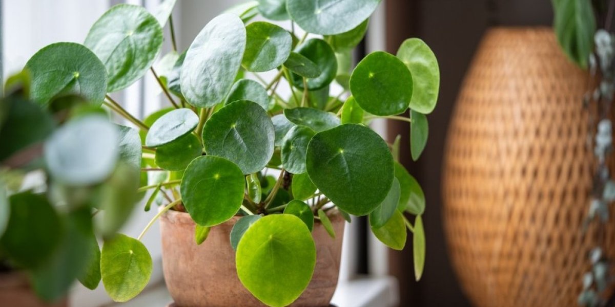 Držite li ovu biljku pored prozora? Privlači novac kao magnet, pripremite se za izobilje