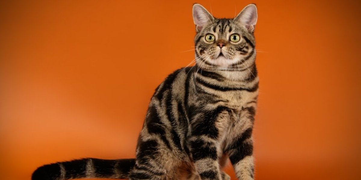 Policija "uhapsila" mačku : Priča ima srećan kraj (FOTO)