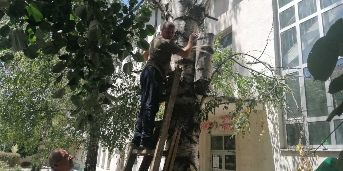 Došli da srede stablo, pa pronašli kuću i stanare