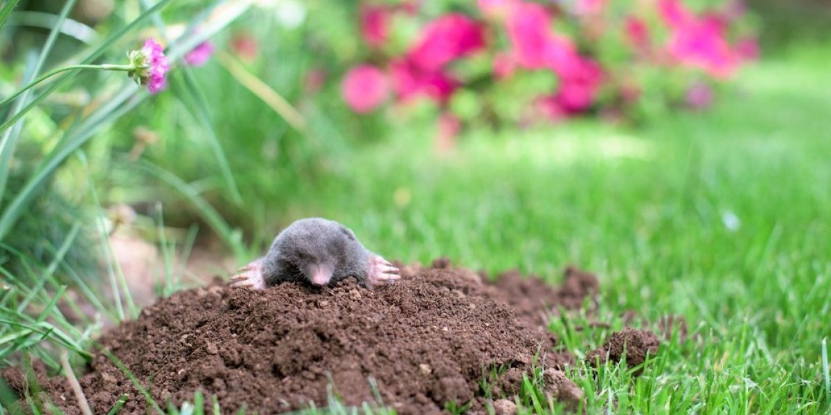 Prirodni način da se rešite krtica iz dvorišta: Pobeći će glavom bez obzira kad ovo posadite