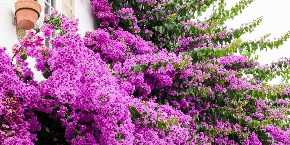 4 biljke koje raskošnim cvetovima skrivaju od pogleda: Lako se neguju, a pretvoriće terasu u pravu oazu