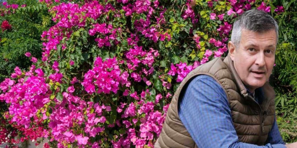 Biljka koja obožava sunce i ekstremne vrućine - Trikovi čuvenog baštovana kako da bogumila cveta kao luda