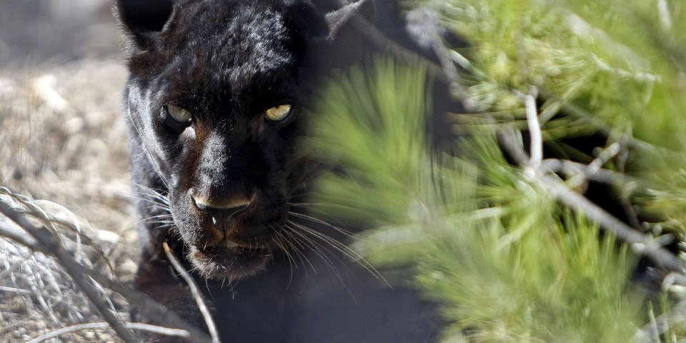 Vanredno stanje u Bugarskoj: Predator viđen pre 5 dana, od tada se ne zna gde je (VIDEO)